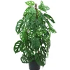 RETIF Dieffenbachie In Form Geschnitten Im Topf H 80 Cm Clearance