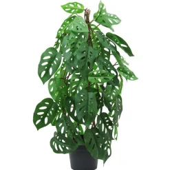 RETIF Dieffenbachie In Form Geschnitten Im Topf H 80 Cm Clearance