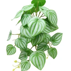 RETIF Laubfall Der Peperomia – H Xxx Cm Outlet